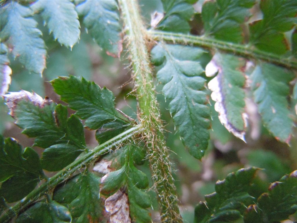 Polystichum setiferum